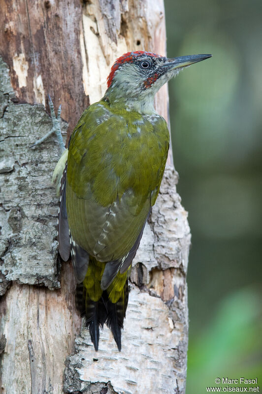 Pic vert mâle immature, identification, mue