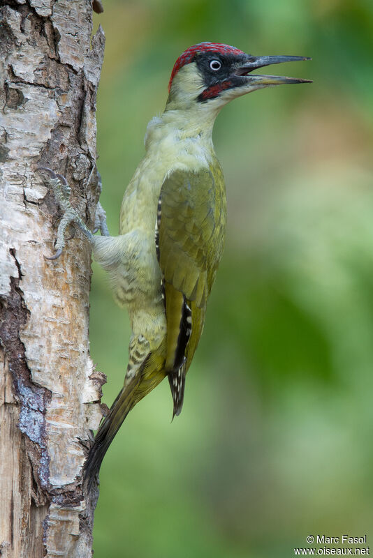 Pic vert mâle adulte, identification, chant