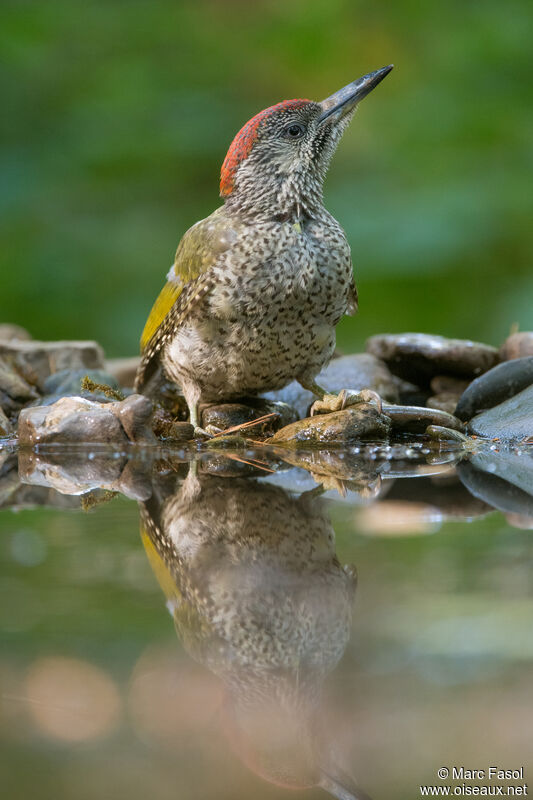 European Green Woodpecker female juvenile, identification, drinks