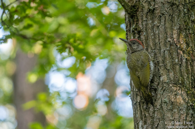 European Green Woodpecker