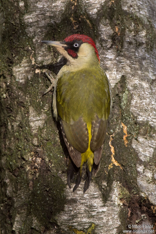 European Green Woodpecker male adult breeding, identification