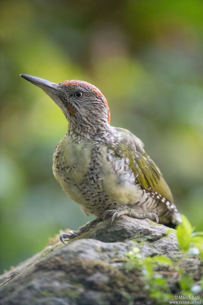 Pic vert mâle immature, identification, mue