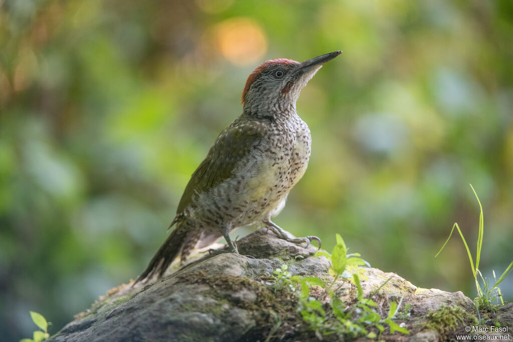 Pic vertimmature, identification, mue