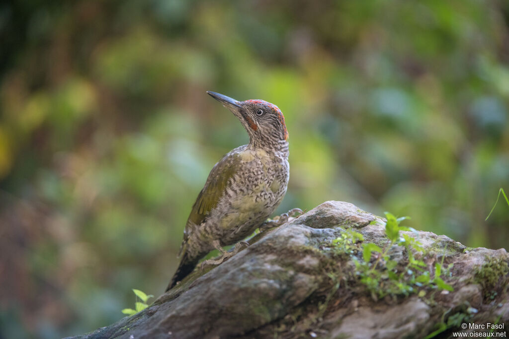 Pic vertimmature, identification