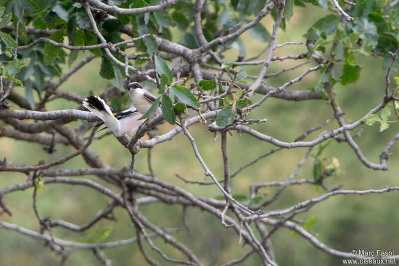 Lesser Grey Shrikeadult breeding, mating.