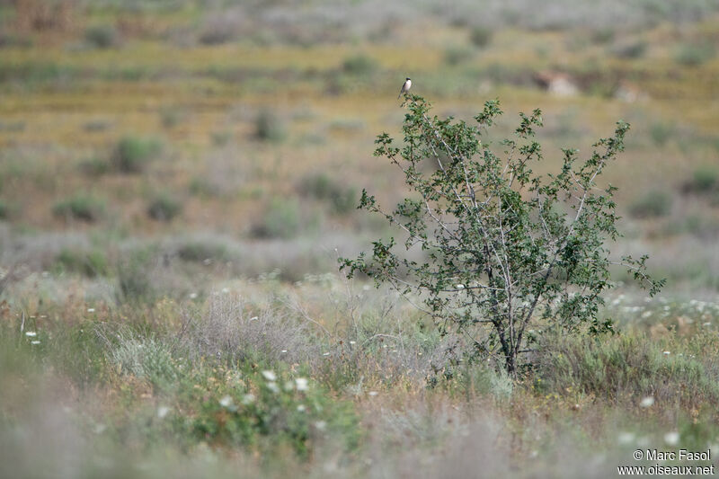 Pie-grièche à poitrine roseadulte, habitat