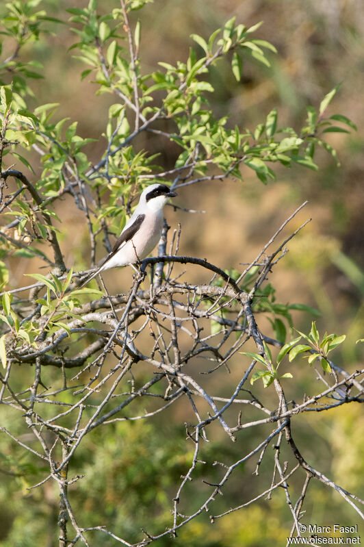 Pie-grièche à poitrine roseadulte, identification