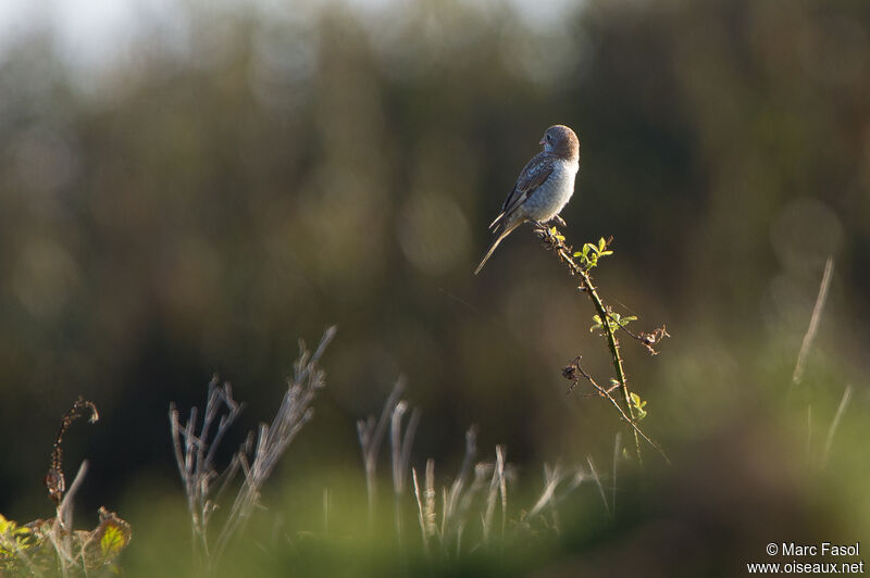 Woodchat Shrikeimmature