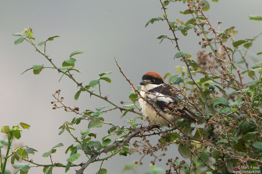 Pie-grièche à tête rousse mâle adulte, identification