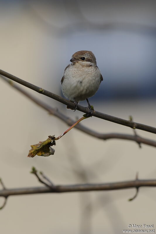 Red-tailed ShrikeFirst year, identification