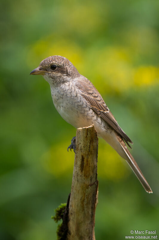 Pie-grièche écorcheurjuvénile, identification