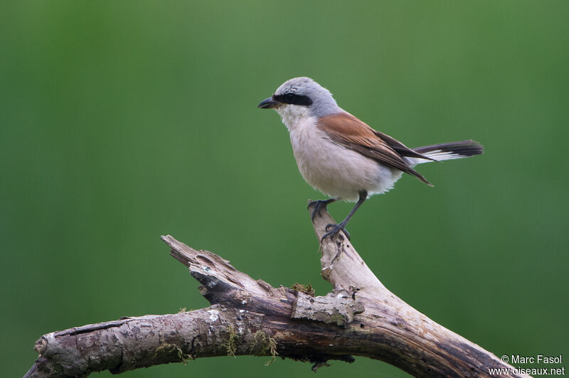 Red-backed Shrike