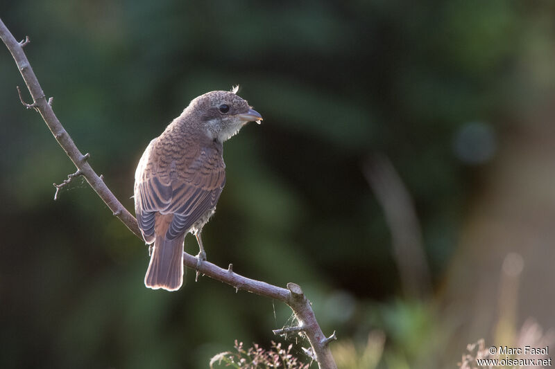 Red-backed Shrikejuvenile, identification