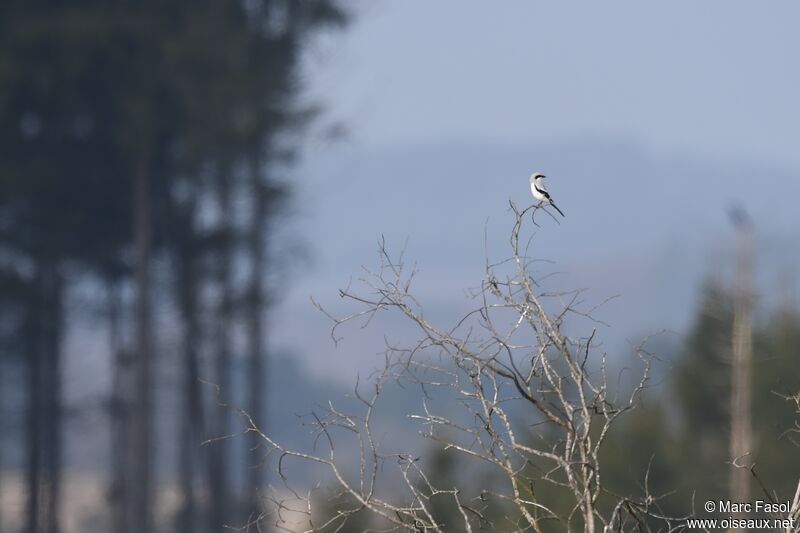 Great Grey Shrike male adult breeding, identification, Behaviour