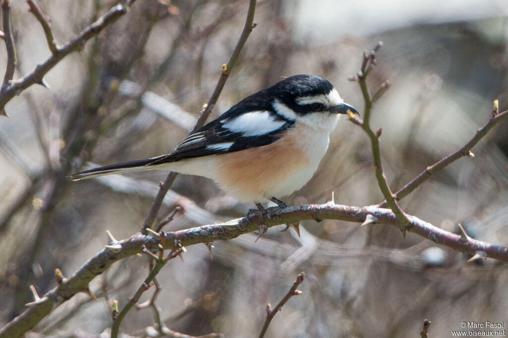 Masked Shrike