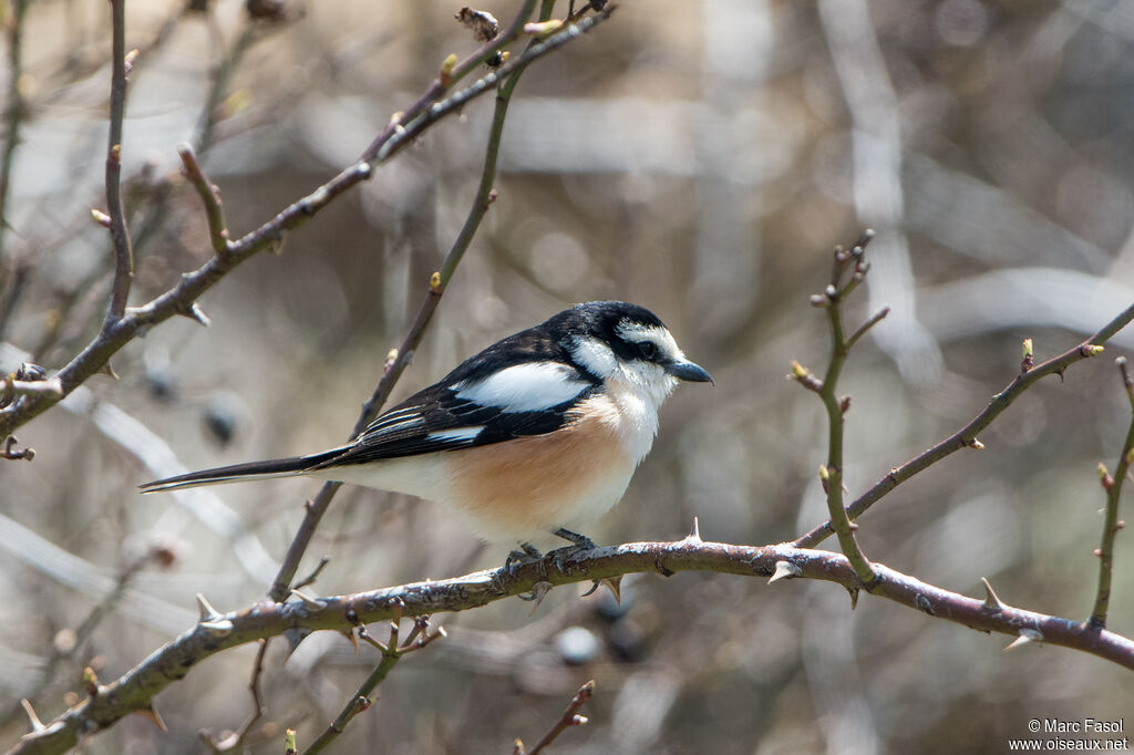Masked Shrike