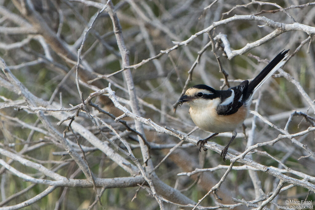 Masked Shrike