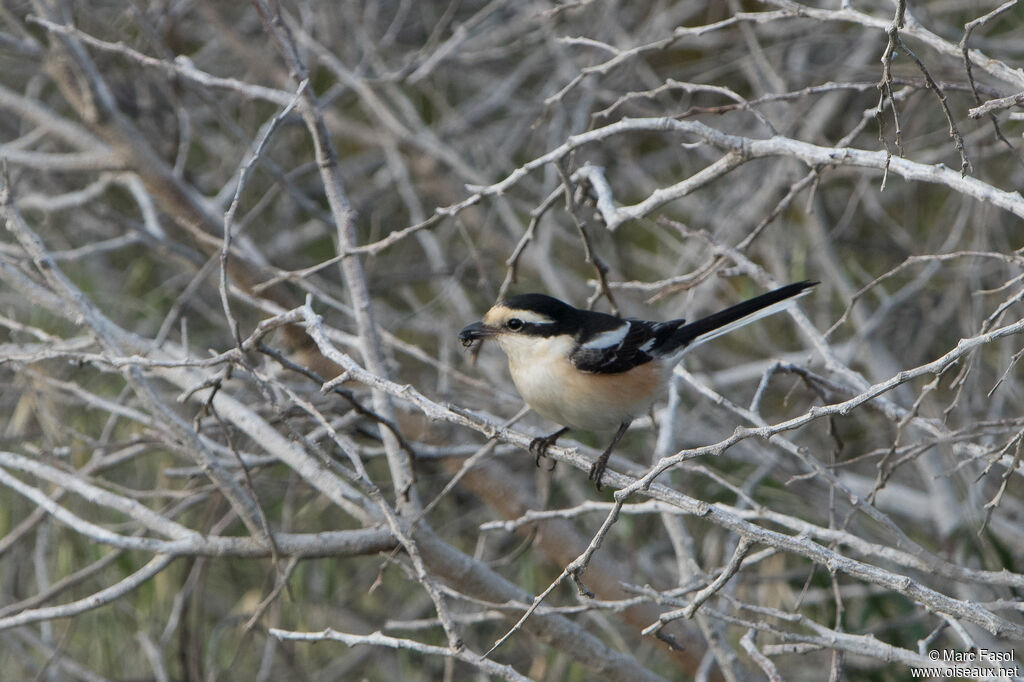 Masked Shrike