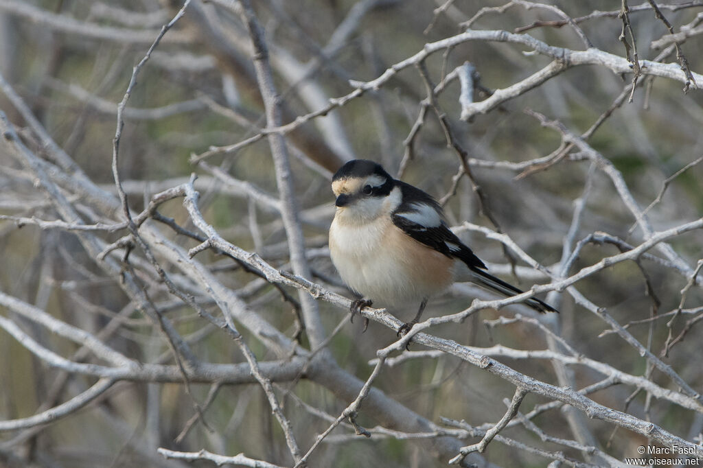 Masked Shrike