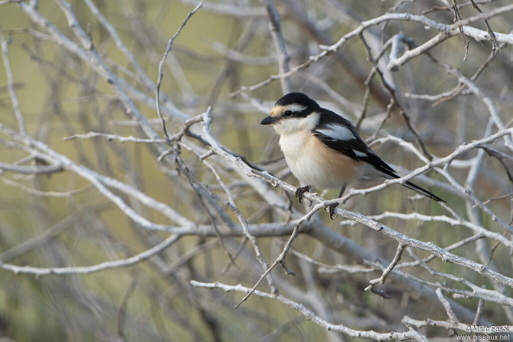 Masked Shrike