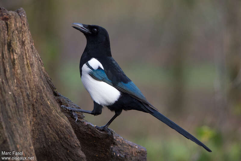 Eurasian Magpieadult breeding, identification