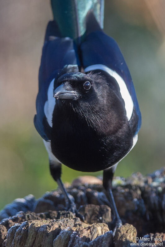 Eurasian Magpieadult, close-up portrait