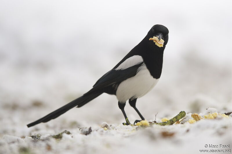 Eurasian Magpieadult post breeding, feeding habits