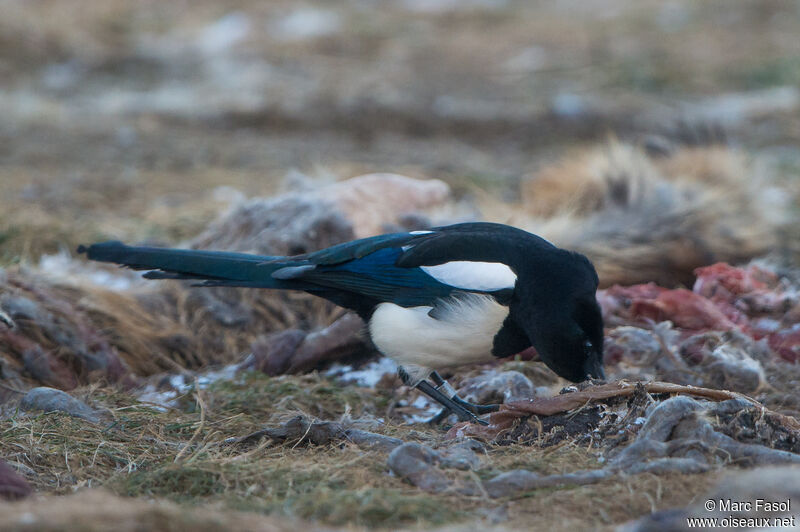 Eurasian Magpieadult, eats