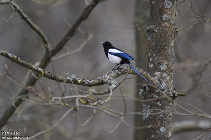 Eurasian Magpieadult breeding, habitat, pigmentation