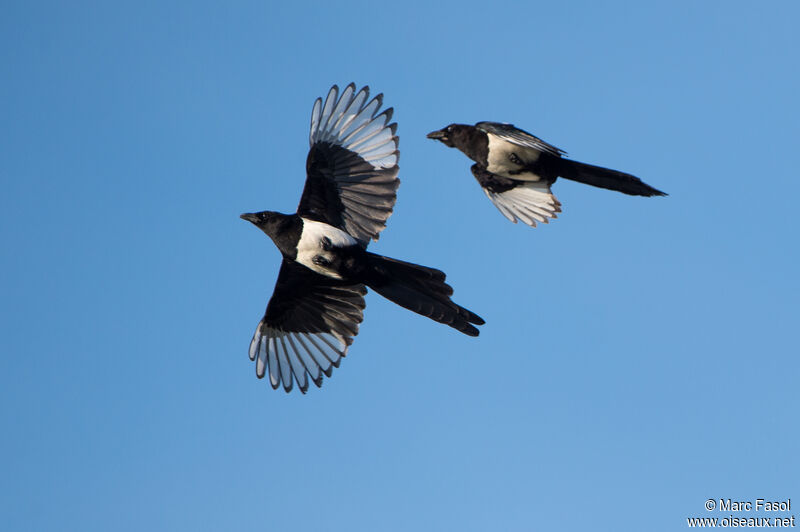 Eurasian Magpieadult, Flight