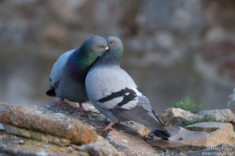 Pigeon bisetadulte nuptial, parade