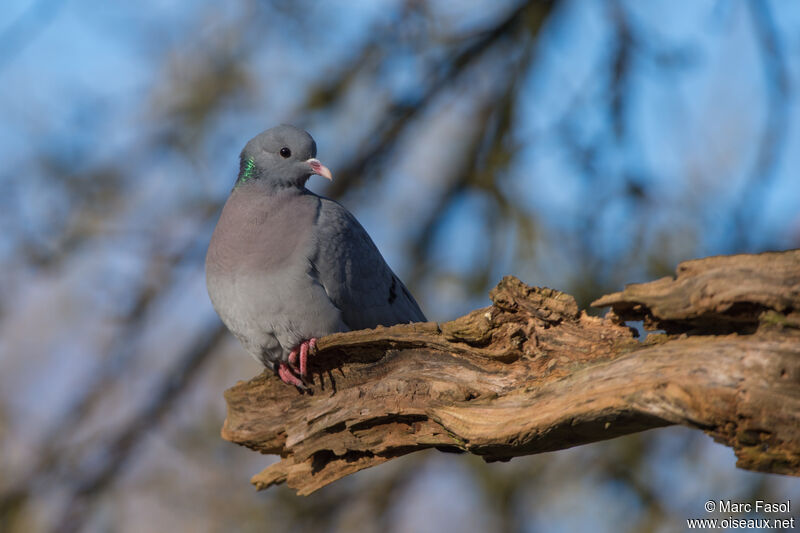 Pigeon colombinadulte, identification