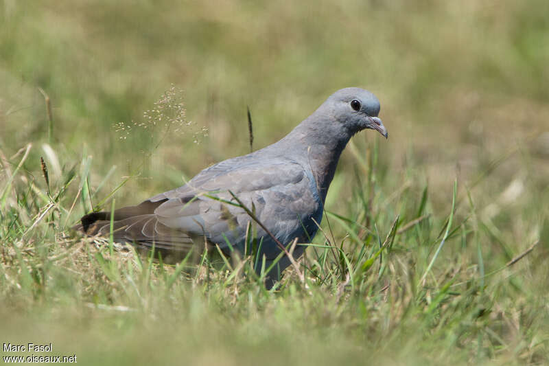 Pigeon colombinjuvénile, pigmentation, pêche/chasse