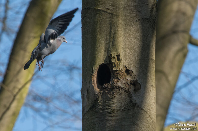 Pigeon colombinadulte, Vol, Nidification