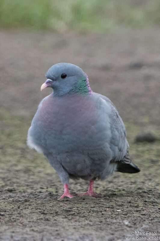 Stock Doveadult, identification, walking