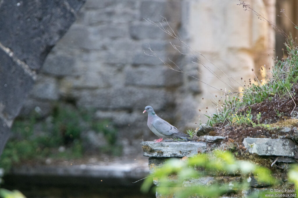 Pigeon colombinadulte, identification