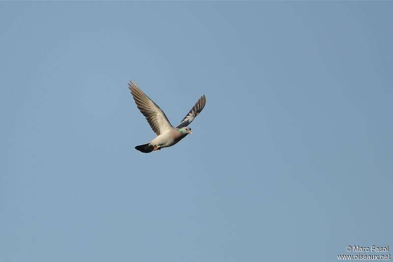 Pigeon colombinadulte nuptial, Vol