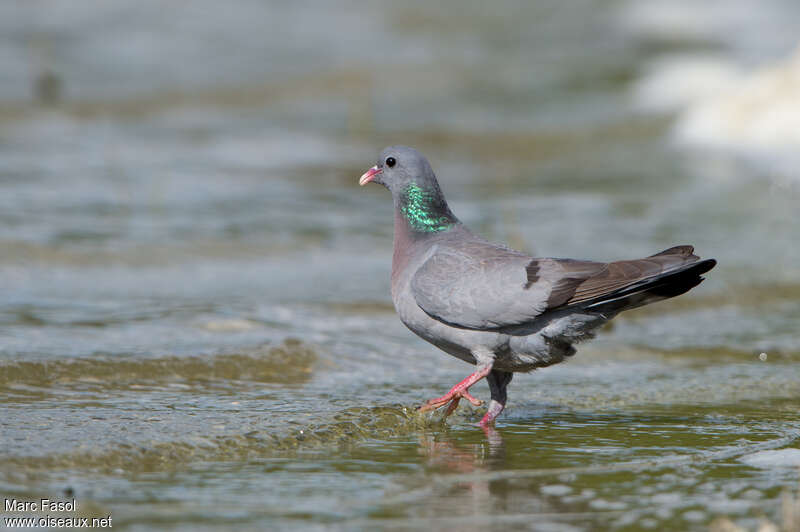 Pigeon colombinadulte, identification, boit