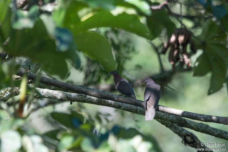 Plumbeous Pigeonadult