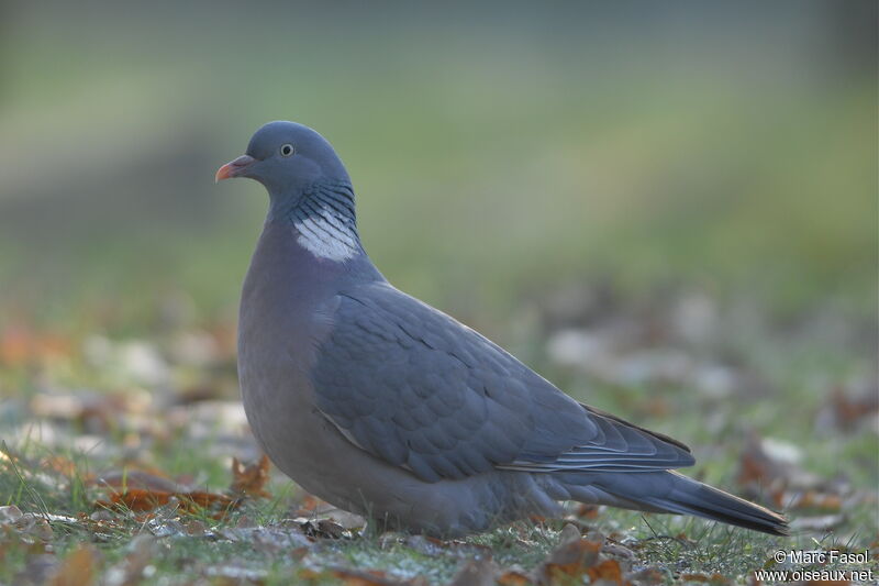 Common Wood Pigeonadult post breeding, feeding habits