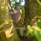 Pigeon ramier