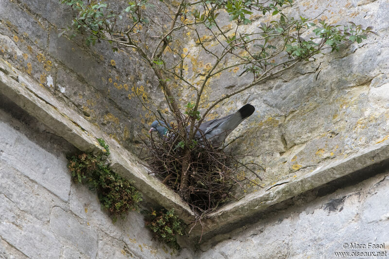 Pigeon ramieradulte nuptial, Nidification