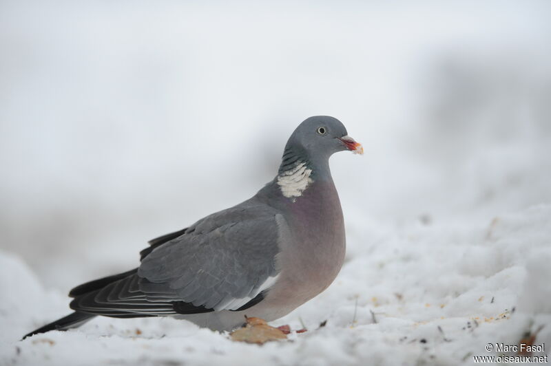 Pigeon ramier, identification, régime