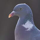 Pigeon ramier