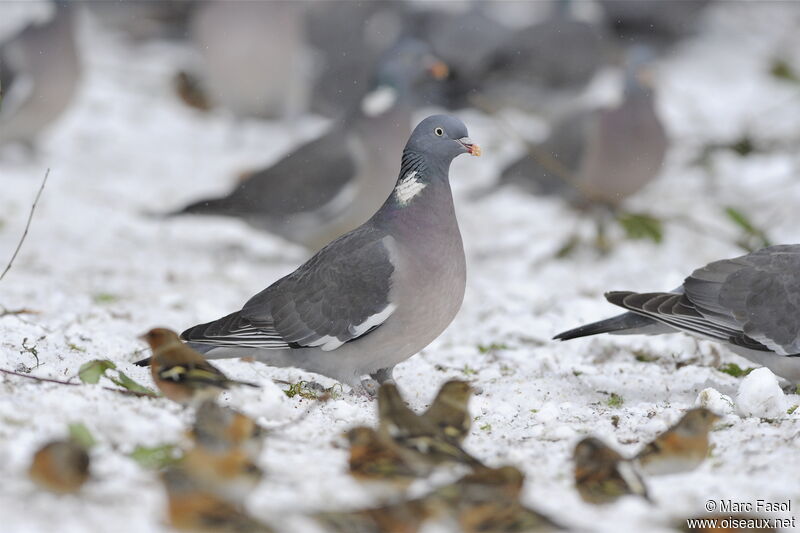 Common Wood Pigeonadult post breeding, identification, Behaviour