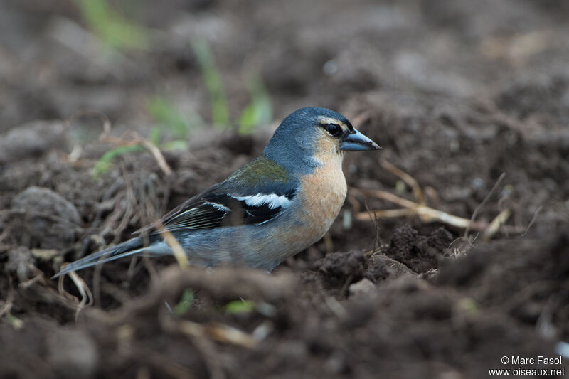 Azores Chaffinch male adult, identification