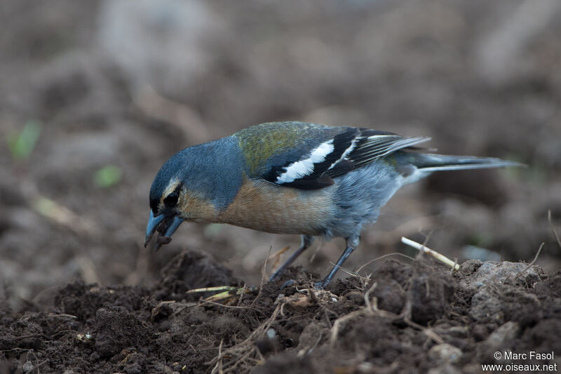 Azores Chaffinch male, feeding habits, eats