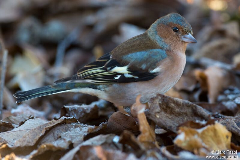 Eurasian Chaffinch male adult post breeding, identification