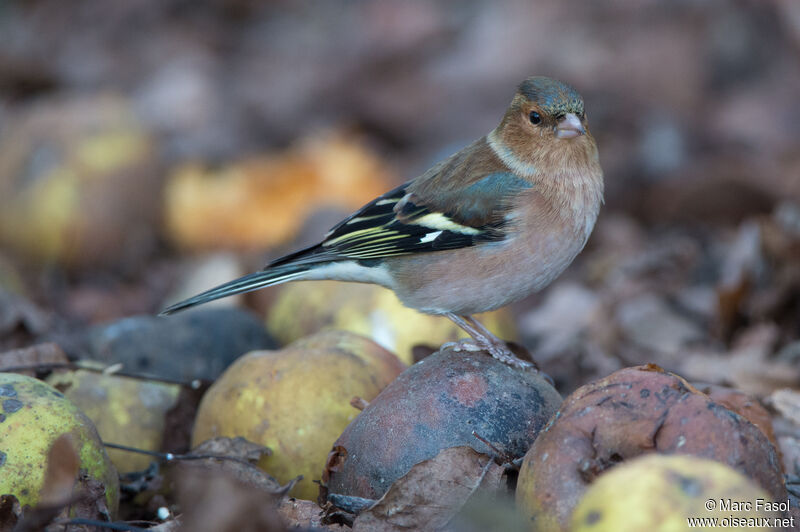 Eurasian Chaffinch male adult post breeding, identification