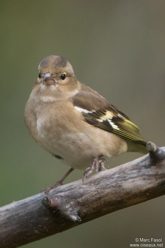 Eurasian Chaffinch female adult, identification